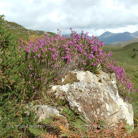 Errismore House Clifden Buitenkant foto